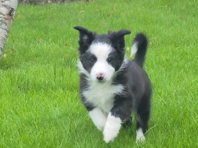 Blue Merle Border Collie puppies in Wexford