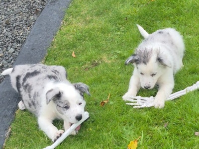 Blue Merle Border Collie puppies in Wexford