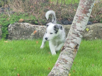 Blue Merle Border Collie puppies in Wexford