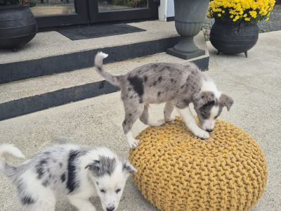 Blue Merle Border Collie puppies in Wexford