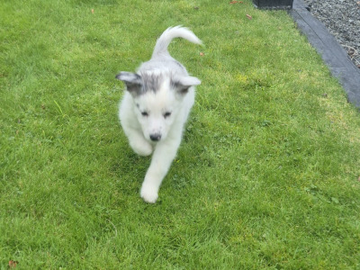 Blue Merle Border Collie puppies in Wexford