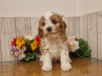 Vet checked, Child Friendly Cavachon puppies in Limerick