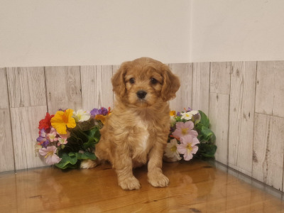 Vet checked, Child Friendly Cavachon puppies in Limerick