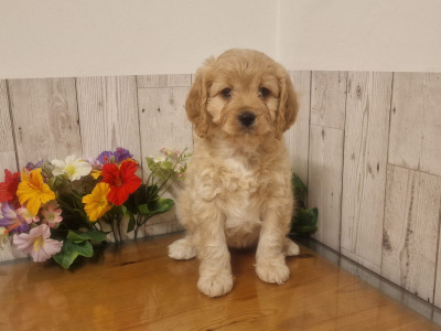 Vet checked, Child Friendly Cavachon puppies in Limerick