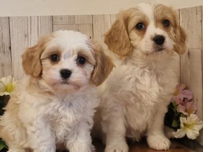 Vet checked, Child Friendly Cavachon puppies in Limerick
