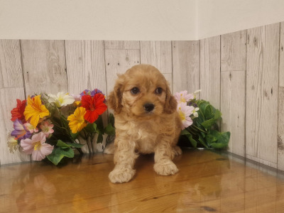 Vet checked, Child Friendly Cavachon puppies in Limerick