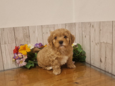 Vet checked, Child Friendly Cavachon puppies in Limerick