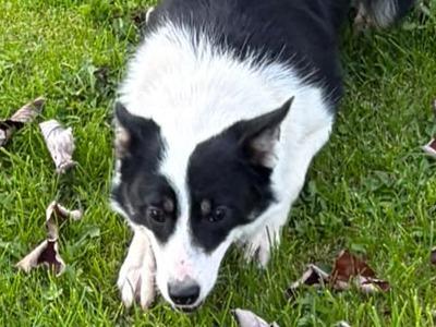 Female Collie for sale in Mayo