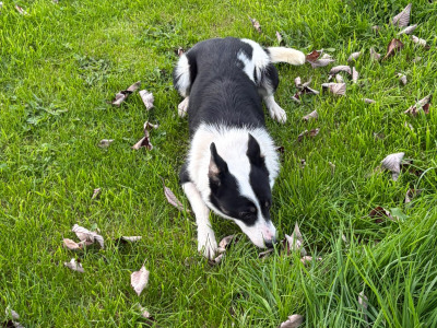 Female Collie for sale in Mayo