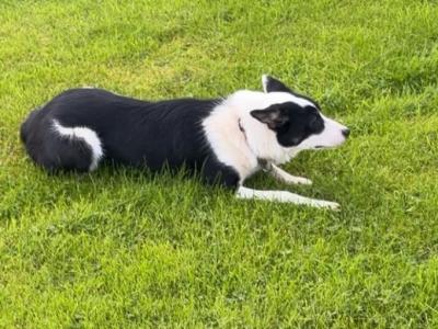 Female Collie for sale in Mayo