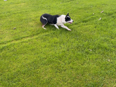 Female Collie for sale in Mayo