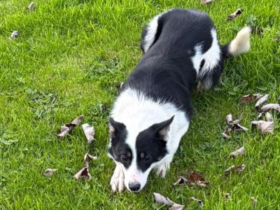 Female Collie for sale in Mayo