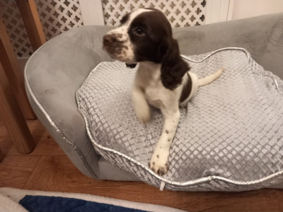 IKC Registered Cocker Spaniel puppies in Kilkenny