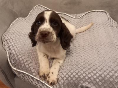 IKC Registered Cocker Spaniel puppies in Kilkenny