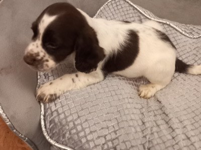 IKC Registered Cocker Spaniel puppies in Kilkenny