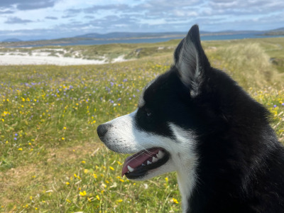 1 year old male Pomsky in Galway needs a good home