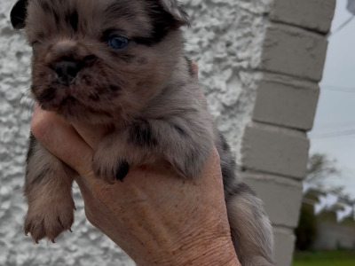 2 fluffy French Bulldog pups in Laois