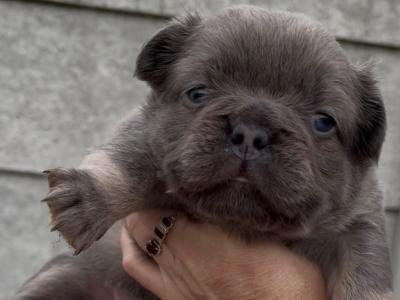 2 fluffy French Bulldog pups in Laois