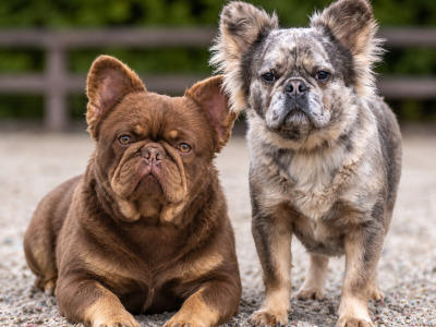 2 fluffy French Bulldog pups in Laois