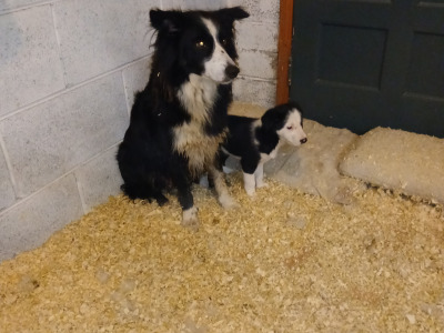 Border Collie puppies in Leitrim