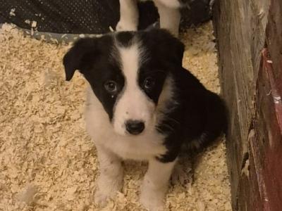Border Collie puppies in Leitrim