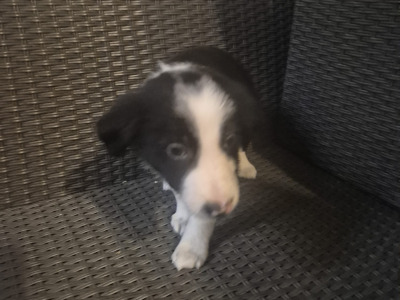 Border Collie puppies in Leitrim
