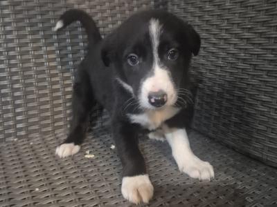 Border Collie puppies in Leitrim