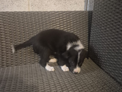 Border Collie puppies in Leitrim