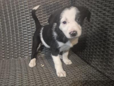 Border Collie puppies in Leitrim