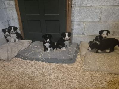 Border Collie puppies in Leitrim