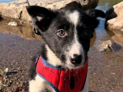 Purebred female Border Collie puppy in Kerry