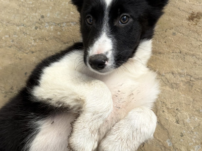 Purebred female Border Collie puppy in Kerry