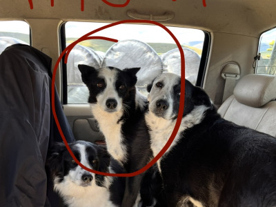 Purebred female Border Collie puppy in Kerry