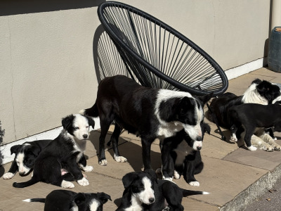 Purebred female Border Collie puppy in Kerry