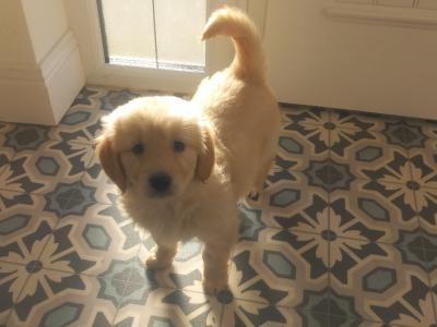 IKC Registered (pending) Golden Retriever  puppies