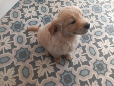 IKC Registered (pending) Golden Retriever  puppies