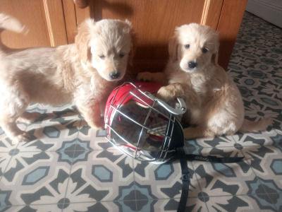 IKC Registered (pending) Golden Retriever  puppies