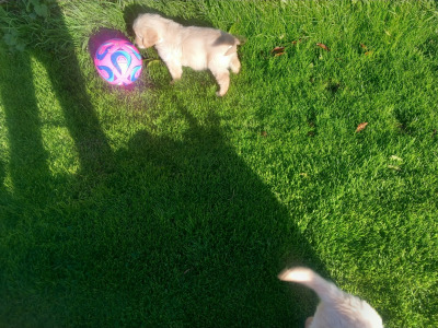 IKC Registered (pending) Golden Retriever  puppies