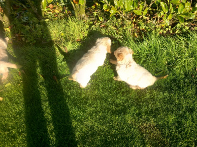 IKC Registered (pending) Golden Retriever  puppies