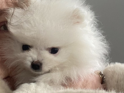 Beautiful Rare Pure White Pomeranian male