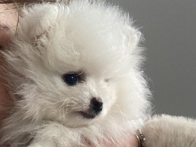 Beautiful Rare Pure White Pomeranian male