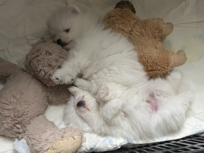 Beautiful Rare Pure White Pomeranian male