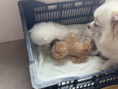 Beautiful Rare Pure White Pomeranian male