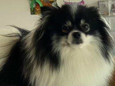 Beautiful Rare Pure White Pomeranian male