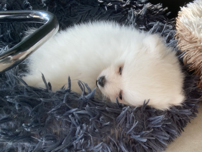 Beautiful Rare Pure White Pomeranian male