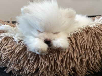 Beautiful Rare Pure White Pomeranian male