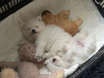 Beautiful Rare Pure White Pomeranian male
