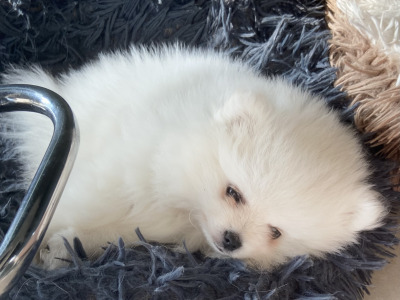 Beautiful Rare Pure White Pomeranian male