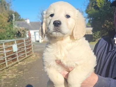 2 stunning golden Retrievers males. Pending IKC