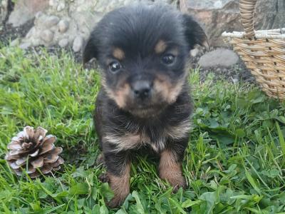 Three beautiful Minature Yorkshire Terrier puppies in Wexford